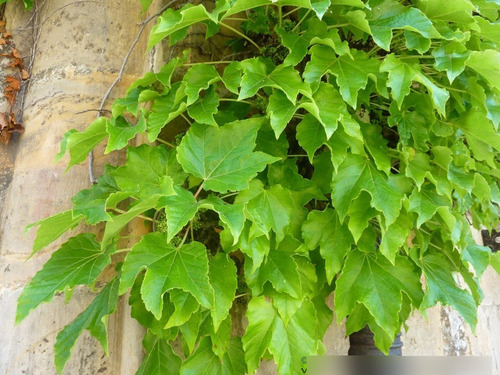Ampelopsis Grande En Macetero Planta Trepadora Ornamental 3