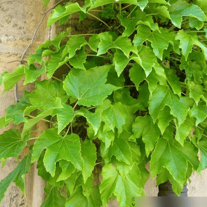 Ampelopsis Grande En Macetero Planta Trepadora Ornamental 3