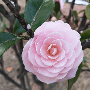 Camelia Grande 1,5 Mts Arbusto Flor Ornamental