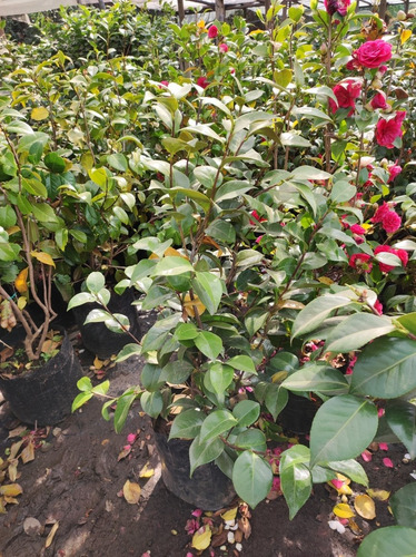 Camelia Grande 1,5 Mts Arbusto Flor Ornamental 2
