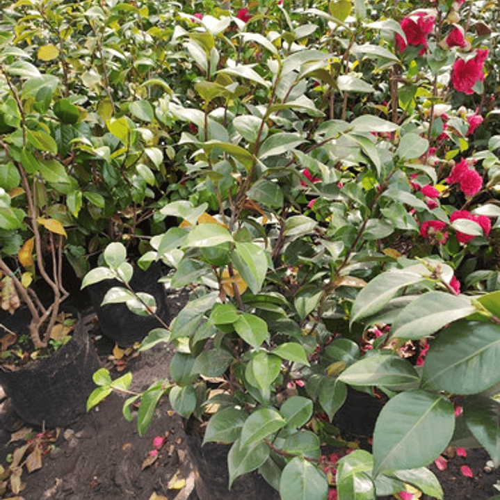 Camelia Grande 1,5 Mts Arbusto Flor Ornamental 2