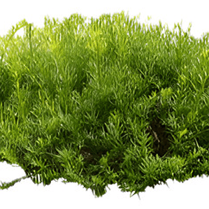 Miosporo Arbustivo Para Cierre