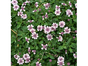 Tiqui Tiqui Phyla Nodiflora Cubresuelo Nativo Ornamental