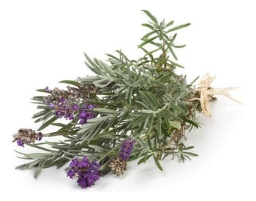 Pack De 10 Lavanda Inglesa Planta Pequeña Arbusto Ornamental 1