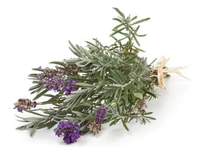 Pack De 10 Lavanda Inglesa Planta Pequeña Arbusto Ornamental