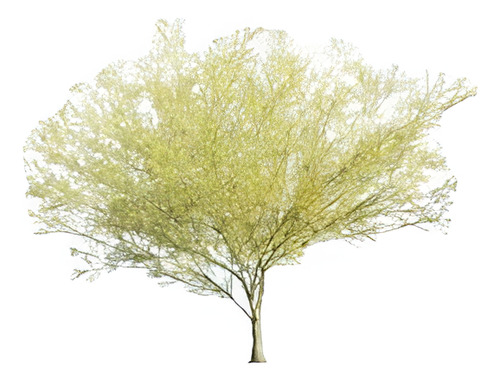 Parkinsonia / Palo Verde / Árbol Ornamental 1