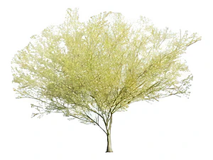 Parkinsonia / Palo Verde / Árbol Ornamental