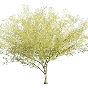 Parkinsonia / Palo Verde / Árbol Ornamental