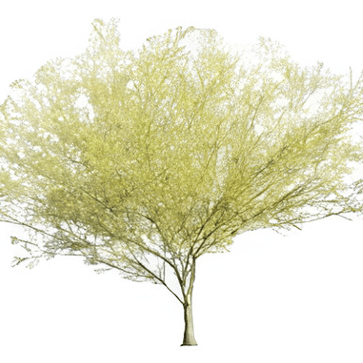 Parkinsonia / Palo Verde / Árbol Ornamental 1