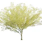 Parkinsonia / Palo Verde / Árbol Ornamental - Miniatura 1