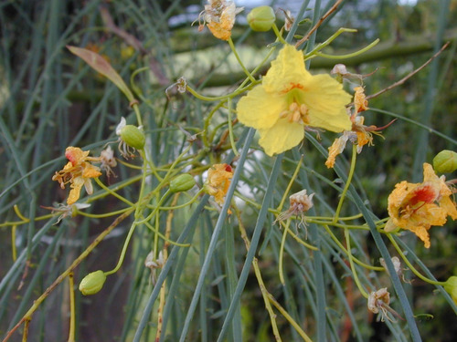 Parkinsonia / Palo Verde / Árbol Ornamental 2
