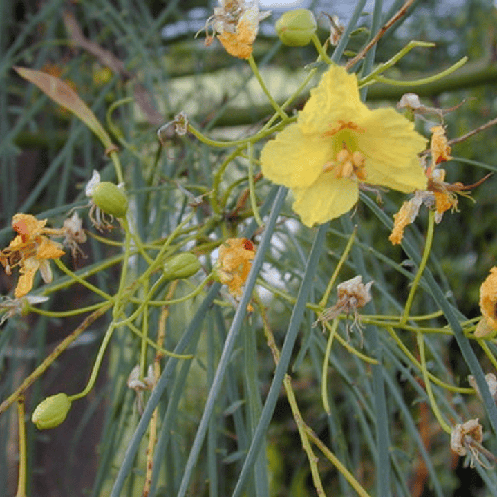 Parkinsonia / Palo Verde / Árbol Ornamental 2