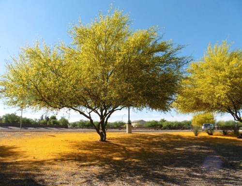 Parkinsonia / Palo Verde / Árbol Ornamental 3
