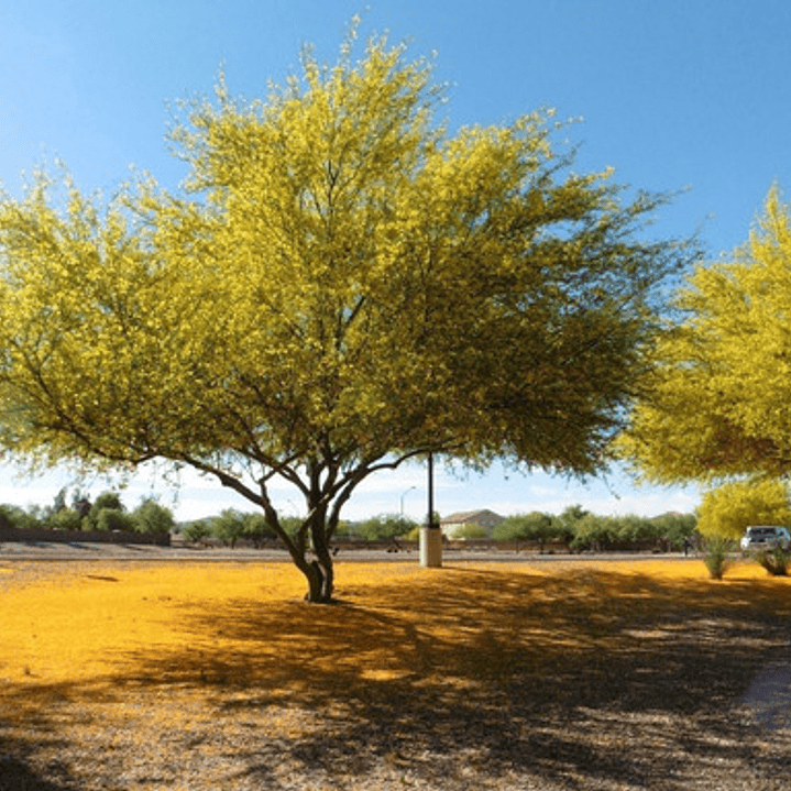 Parkinsonia / Palo Verde / Árbol Ornamental 3