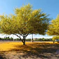 Parkinsonia / Palo Verde / Árbol Ornamental - Miniatura 3