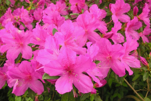 Azalea Planta Ornamental 1