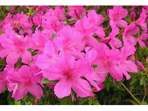 Azalea Planta Ornamental