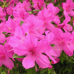 Azalea Planta Ornamental
