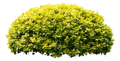 Pack De 10 Ligustrina Amarilla Planta Para Cierre Ornamental 1