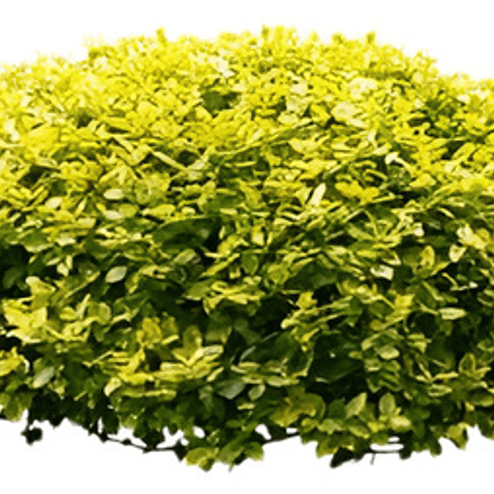 Pack De 10 Ligustrina Amarilla Planta Para Cierre Ornamental 1
