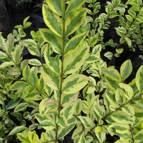 Pack De 10 Ligustrina Amarilla Planta Para Cierre Ornamental 3