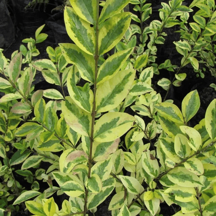 Pack De 10 Ligustrina Amarilla Planta Para Cierre Ornamental 3