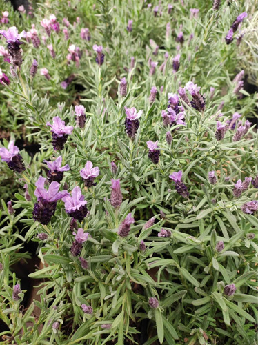 Lavanda Stoecha Morada Planta Arbusto Ornamental 1
