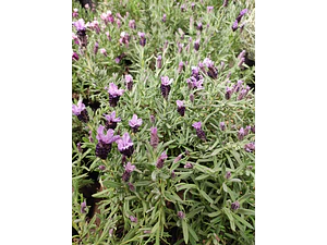 Lavanda Stoecha Morada Planta Arbusto Ornamental