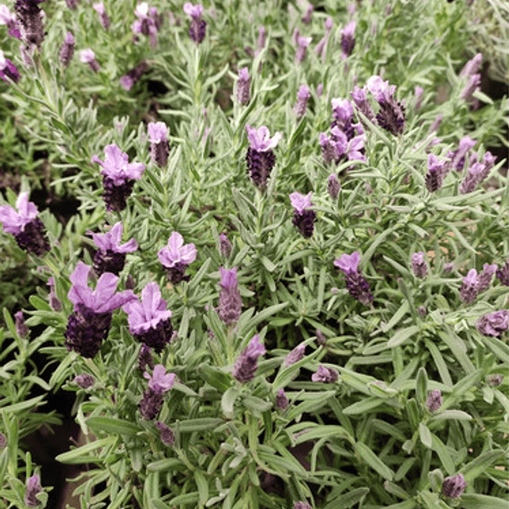 Lavanda Stoecha Morada Planta Arbusto Ornamental 1