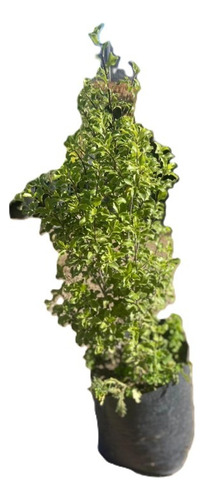 Pittosporum Nigricans / Arbusto/ Planta Ornamental 1