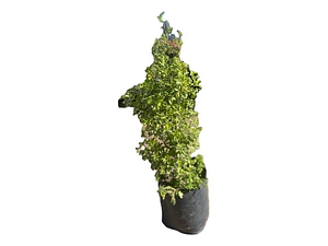 Pittosporum Nigricans / Arbusto/ Planta Ornamental