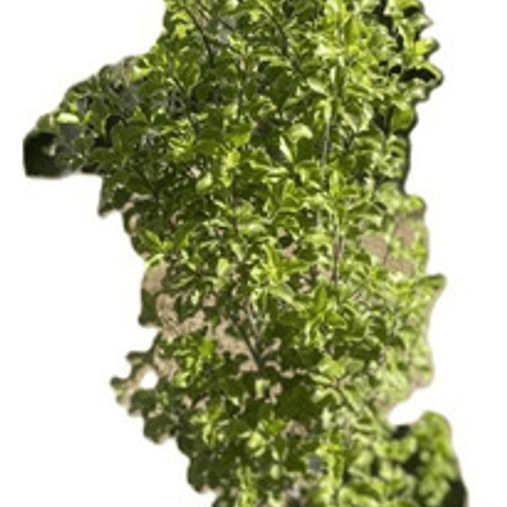 Pittosporum Nigricans / Arbusto/ Planta Ornamental 1