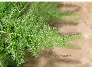 Helecho Plumoso Pequeño Planta Interior