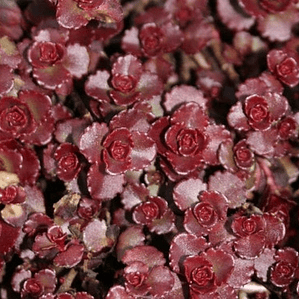 Pack De 10 Sedum Rojo Spurium Cubresuelo Planta Suculenta