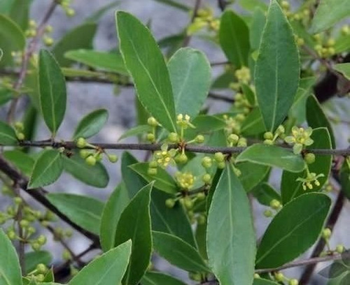 Maitén Gigante Xl 4 Mts Árbol Nativo Ornamental 1