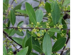 Maitén Gigante Xl 4 Mts Árbol Nativo Ornamental