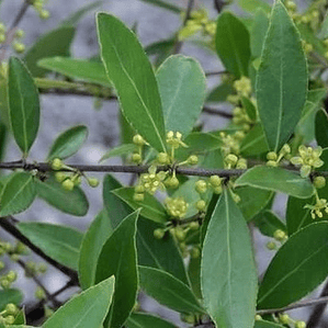 Maitén Gigante Xl 4 Mts Árbol Nativo Ornamental