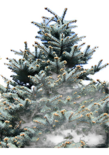Abeto Azul Picea Pungens Árbol Ornamental 1