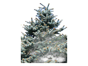 Abeto Azul Picea Pungens Árbol Ornamental