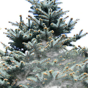 Abeto Azul Picea Pungens Árbol Ornamental