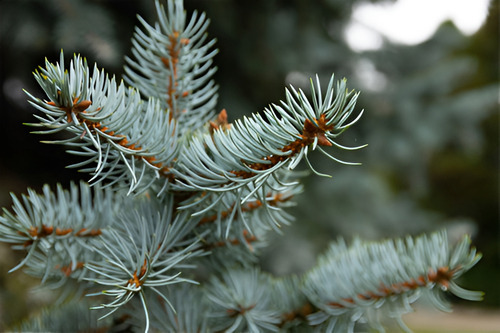 Abeto Azul Picea Pungens Árbol Ornamental 2