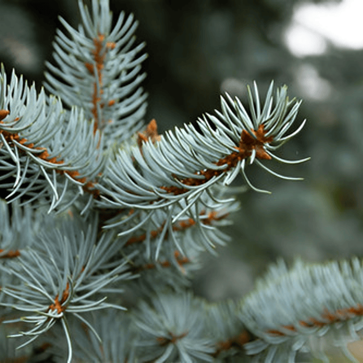 Abeto Azul Picea Pungens Árbol Ornamental 2