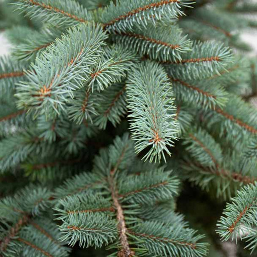 Abeto Azul Picea Pungens Árbol Ornamental 3