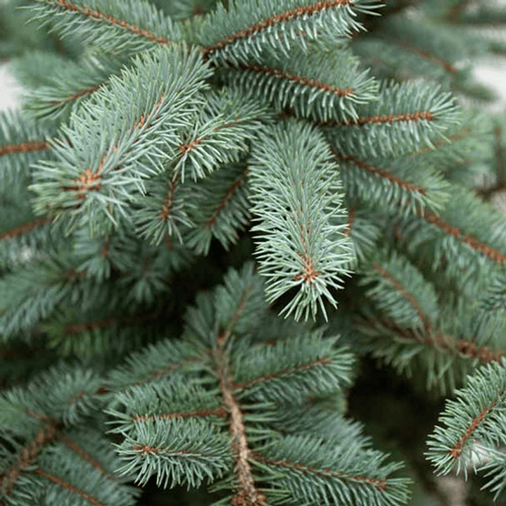 Abeto Azul Picea Pungens Árbol Ornamental 3