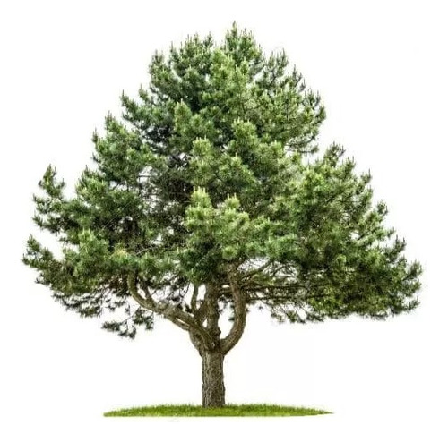 Peumo Pequeño Árbol Nativo Aromático 1