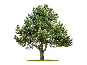 Peumo Pequeño Árbol Nativo Aromático