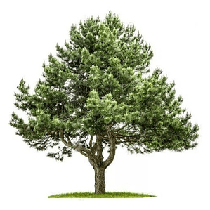 Peumo Pequeño Árbol Nativo Aromático