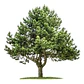 Peumo Pequeño Árbol Nativo Aromático - Miniatura 1