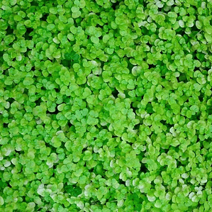 Pack De 10 Musgo Colchón De La Novia Cubresuelo Ornamental