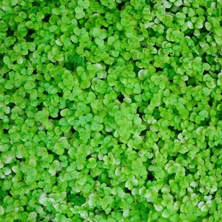 Pack De 10 Musgo Colchón De La Novia Cubresuelo Ornamental 1